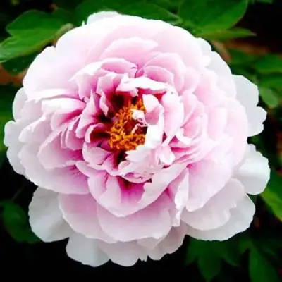 Пион ПЕРСИК ПОД СНЕГОМ древовидный в Гродно