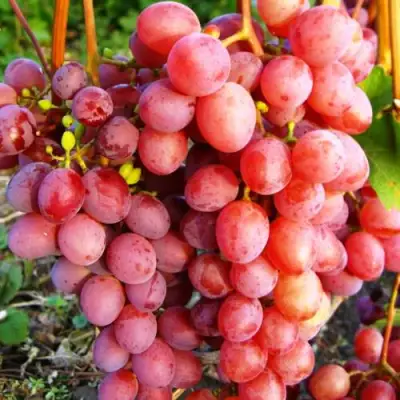 Виноград КИШМИШ КРАСНЫЙ в Гродно