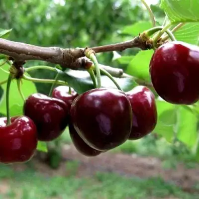 Вишня МОРОЗОВКА в Гродно