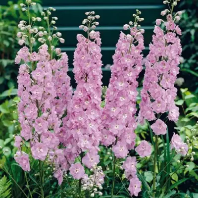 Дельфиниум ПЕТТИКОУТ гибридный в Гродно