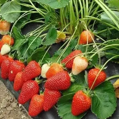 Клубника РОКСАНА в Гродно