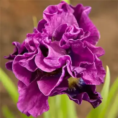 Ирис БАНДЛ ОВ ДЖОЙ сибирский в Гродно