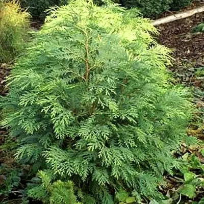 Кипарисовик САНКИСТ лавсона в Гродно