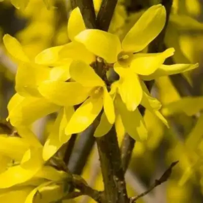 Форзиция ТАРАНДТ промежуточная в Гродно