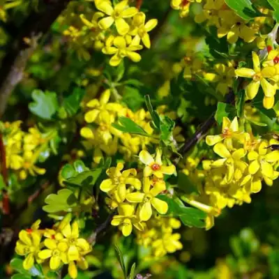 Смородина золотистая ВИШНЕВАЯ в Гродно