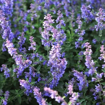 Котовник СИКС ХИЛЛС ГИАНТ в Гродно