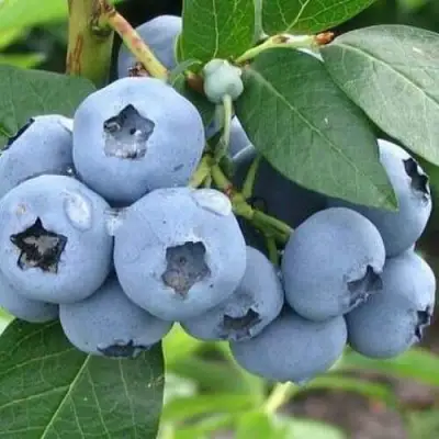 Голубика БЛЮЭТТА в Гродно