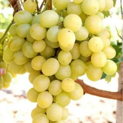 Виноград ТАЛИСМАН в Гродно