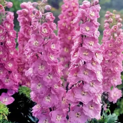 Дельфиниум ДЕЛЬФИС ПИНК ПАУЭ высокий в Гродно