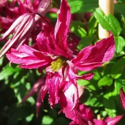 Клематис РОЗАЛИН в Гродно