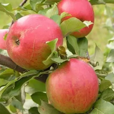 Яблоня АУКСИС в Гродно