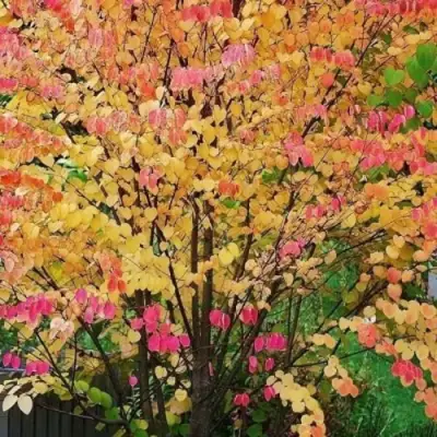 БАГРЯННИК японский в Гродно