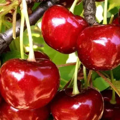 Черешня МИНЧАНКА в Гродно