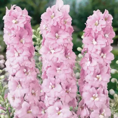 Дельфиниум ПЕТТИКОУТ гибридный в Гродно