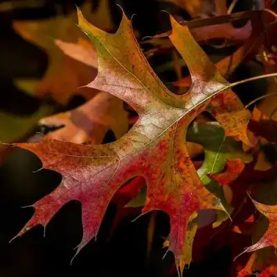 Дуб болотный в Гродно