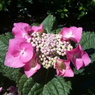 Гортензия БЛАУМАЙС (БЛАУМАЙЗЕ) крупнолистная в Гродно