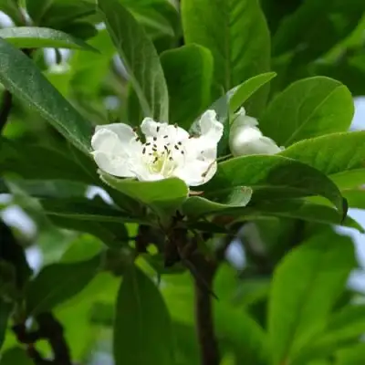 МУШМУЛА  в Гродно