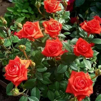 Роза ОРАНЖ ДЖЕВЕЛ миниатюрная в Гродно