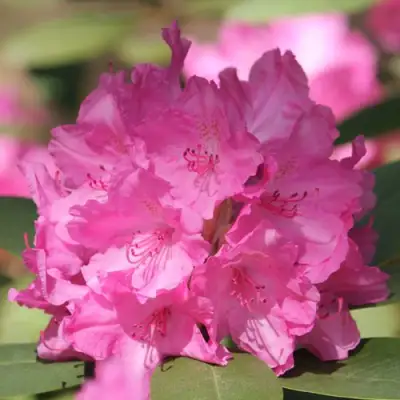 Рододендрон ЛУМИНА в Гродно