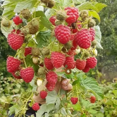 Малина ТАДМОР в Гродно