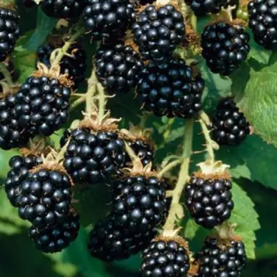 Ежевика БЛЭК САТИН бесшипная  в Гродно