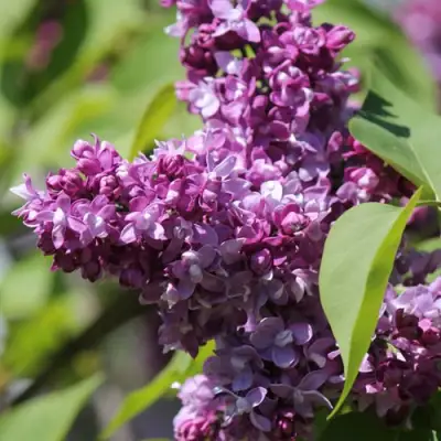 Сирень ИЗОБИЛИЕ в Гродно