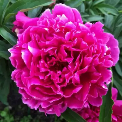 Пион КАРЛ РОЗЕНФЕЛЬД травянистый в Гродно