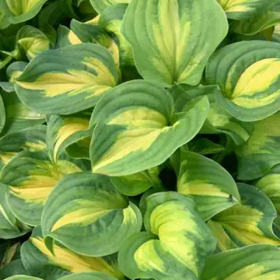 Хоста ЭМЕРАЛЬД ЧАРДЖЕР гибридная в Гродно