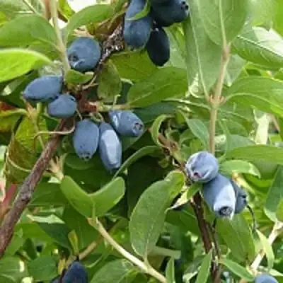 Жимолость съедобная НАРЫМСКАЯ в Гродно