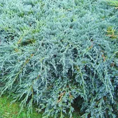 Можжевельник БЛЮ КАРПЕТ чешуйчатый в Гродно