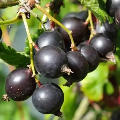 ЙОШТА в Гродно