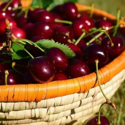 Вишня НЕСВИЖСКАЯ в Гродно