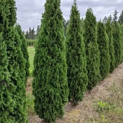 Туя ДЕГРУТ СПАЙР западная в Гродно