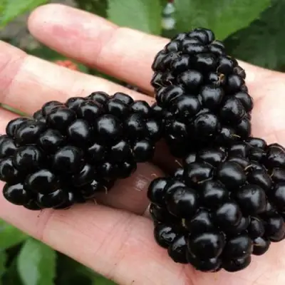 Ежевика ПОЛАР бесшипная  в Гродно