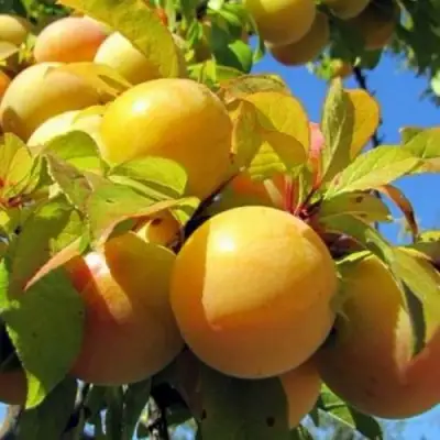 Слива МЕДОВАЯ ЖЁЛТАЯ в Гродно