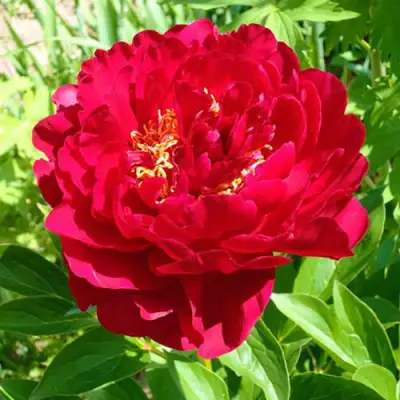 Пион ХРАБРЫЙ ВОИН травянистый в Гродно