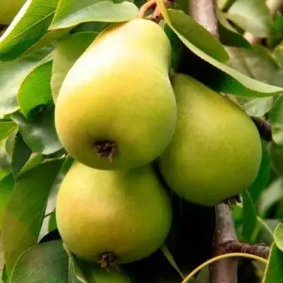 Груша НЕЖНОСТЬ колонновидная	 в Гродно