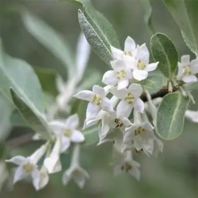 ЛОХ СЕРЕБРИСТЫЙ в Гродно