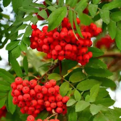 Рябина ОБЫКНОВЕННАЯ в Гродно