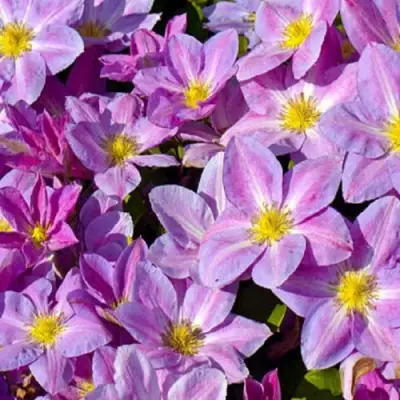 Клематис ЧЕЙНДЖ ОФ ХАРТ в Гродно