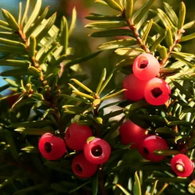 Тис ЭЛЕГАНТИССИМА ягодный в Гродно
