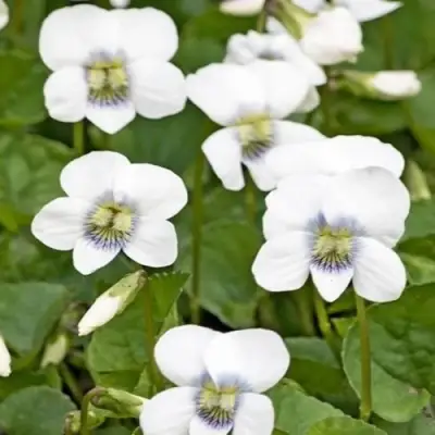 Фиалка АЛЬБИФЛОРА сестринская в Гродно