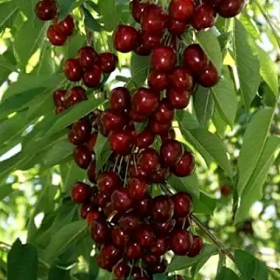 Черешня ХЕЛЕНА колоновидная в Гродно