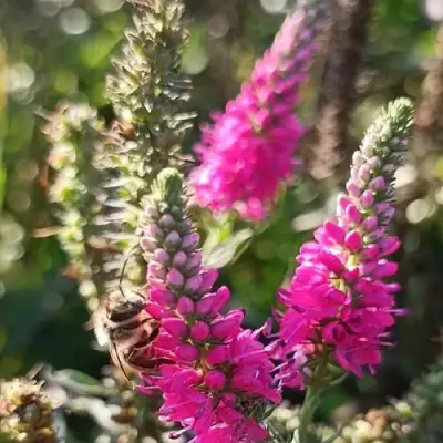 Вероника РОЗЕА колосковая в Гродно