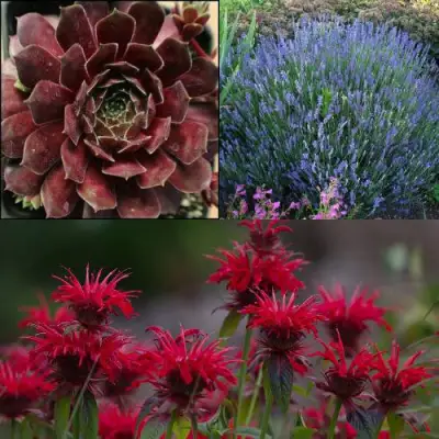 Комплект ФИОЛЕТОВОЕ ВДОХНОВЕНИЕ в Гродно