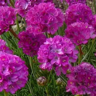 Армерия МОНИНГ СТАР ДИП РОУЗ в Гродно