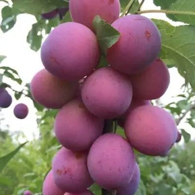 Слива ИМПЕРИАЛ колонновидная в Гродно