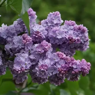 Сирень КАТЕРИНА ХАВЕМЕЙЕР в Гродно