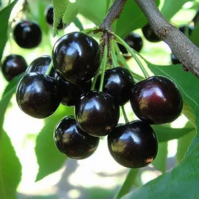 Вишня РОССОШАНСКАЯ ЧЕРНАЯ в Гродно