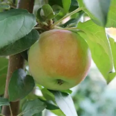 Яблоня ПОДСНЕЖНИК стелющаяся в Гродно